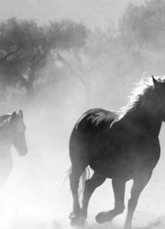 gauthier.wpbromo.com