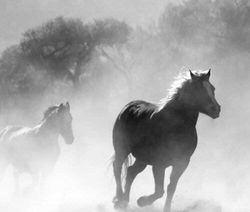 gauthier.wpbromo.com