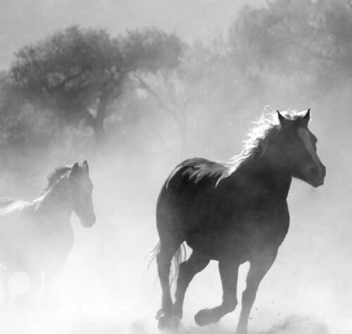 gauthier.wpbromo.com